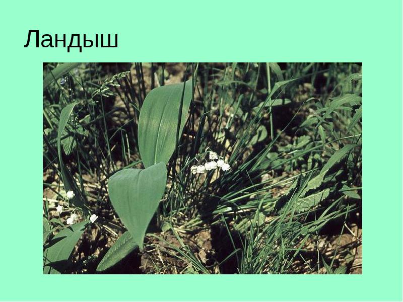 Ландыш