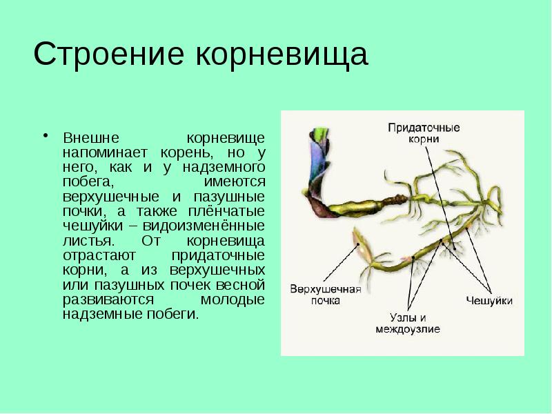 Строение корневища Внешне корневище напоминает корень, но у него, как и