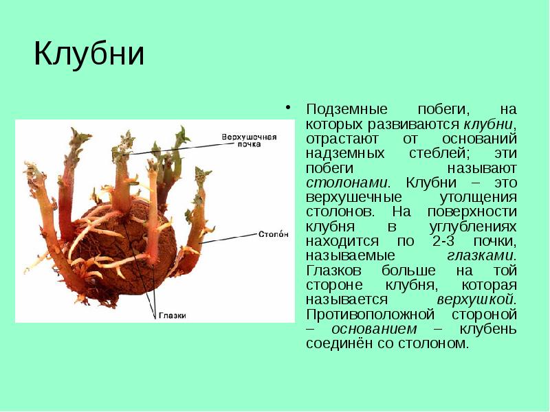 Клубни Подземные побеги, на которых развиваются клубни, отрастают от оснований надземных