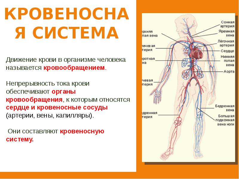 Части тела человека 4 класс для впр картинки