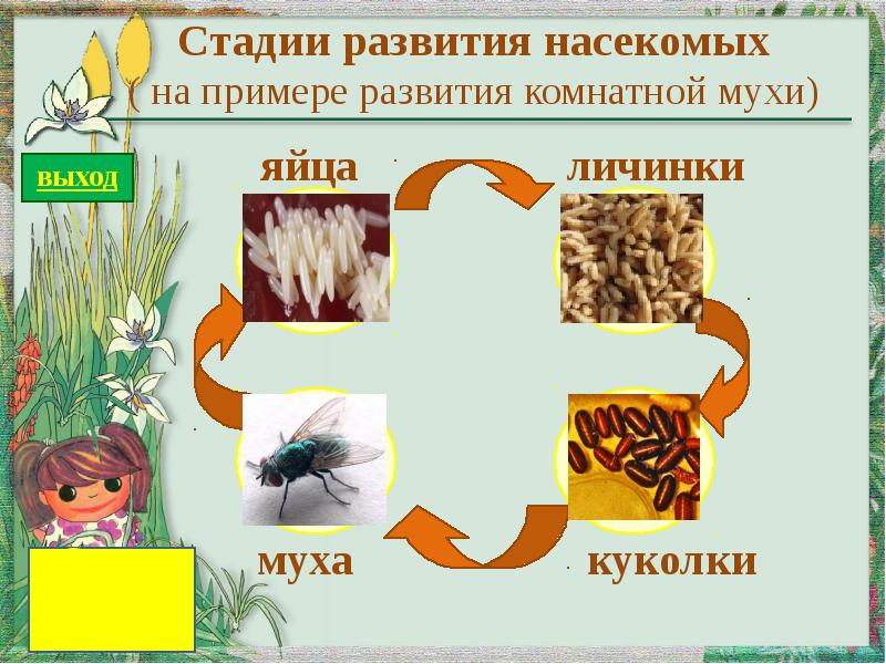 Развитие насекомых презентация