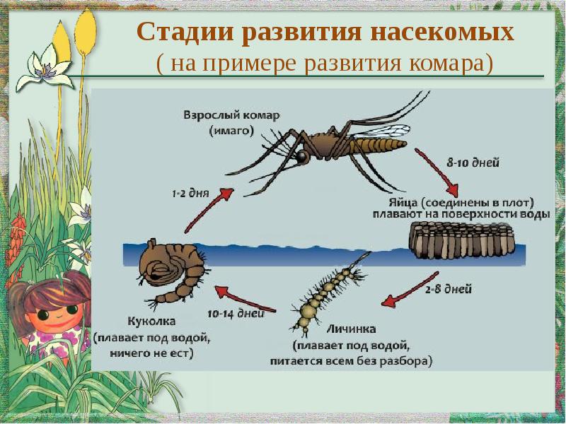 Развитие насекомых презентация