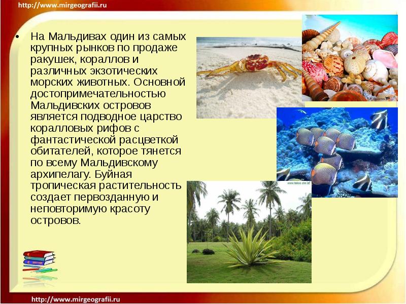 На Мальдивах один из самых крупных рынков по продаже ракушек, кораллов На Мальдивах один из самых крупных рынков по продаже ракушек, кораллов