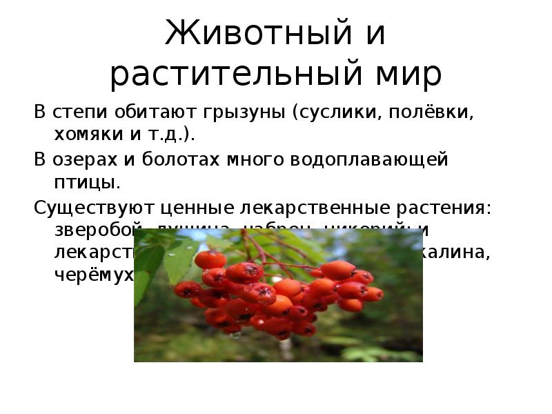 Животный и растительный мир
В степи обитают грызуны (суслики, полёвки, хомяки Животный и растительный мир
В степи обитают грызуны (суслики, полёвки, хомяки