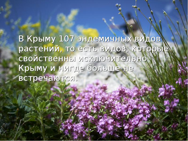 В Крыму 107 эндемичных видов растений, то есть видов, которые свойственны