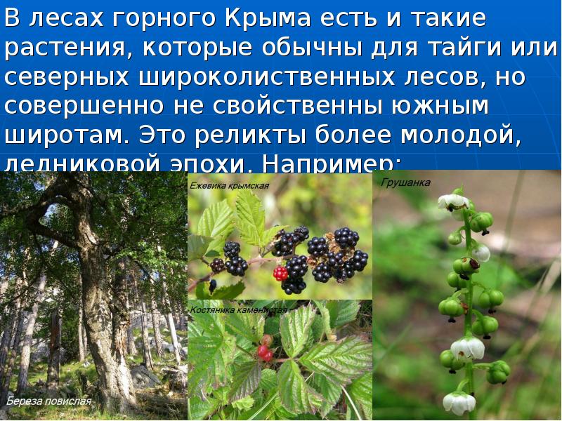 В лесах горного Крыма есть и такие растения, которые обычны для