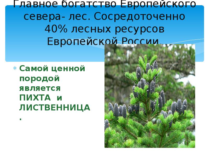 Главное богатство Европейского севера- лес. Сосредоточенно 40% лесных ресурсов Европейской России.