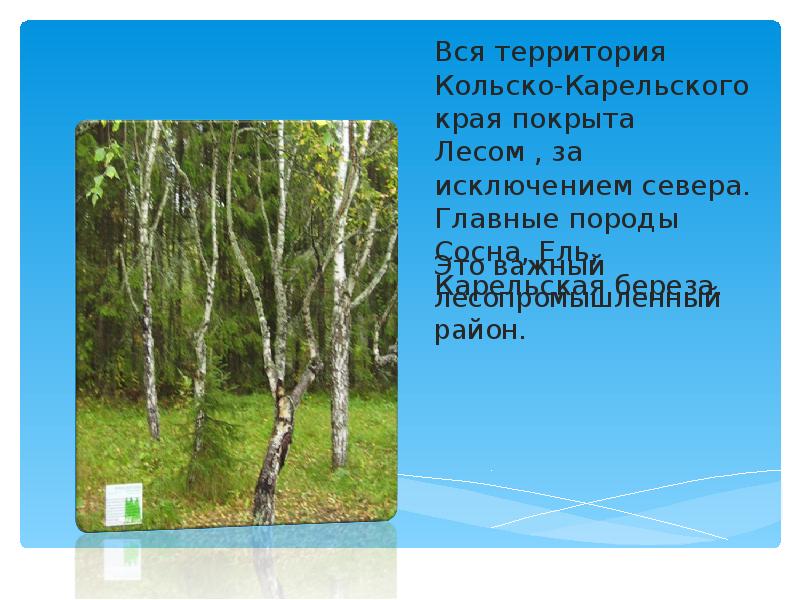 Вся территория Кольско-Карельского края покрыта Лесом , за исключением севера. Главные