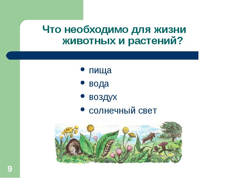 Жизнь растения окружающий мир. Что необходимо для жизни животных и растений. Условия необходимые для жизни растений и животных. Условия жизни животных. Что необходимо животным для жизни.