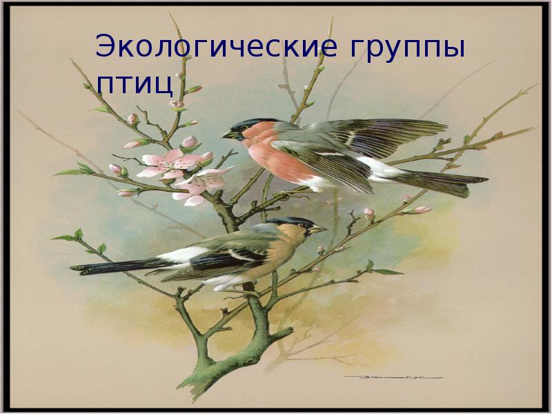 Птицы наши друзья. Сообщение о группе птиц. Разнообразие птиц виды. Лесные птицы представители. Экологические группы птиц.