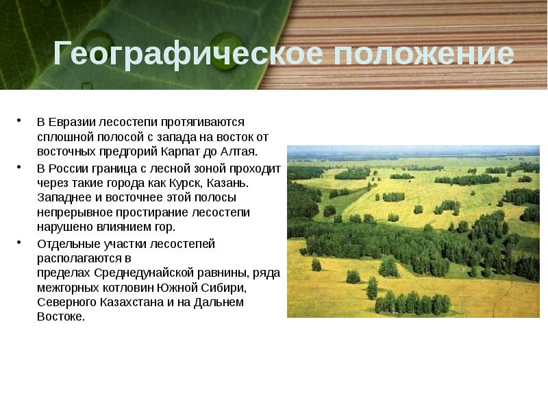 Географическое положение
В Евразии лесостепи протягиваются сплошной полосой с запада на восток от восточных предгорий Карпат до Алтая.
Географическое положение
В Евразии лесостепи протягиваются сплошной полосой с запада на восток от восточных предгорий Карпат до Алтая.
