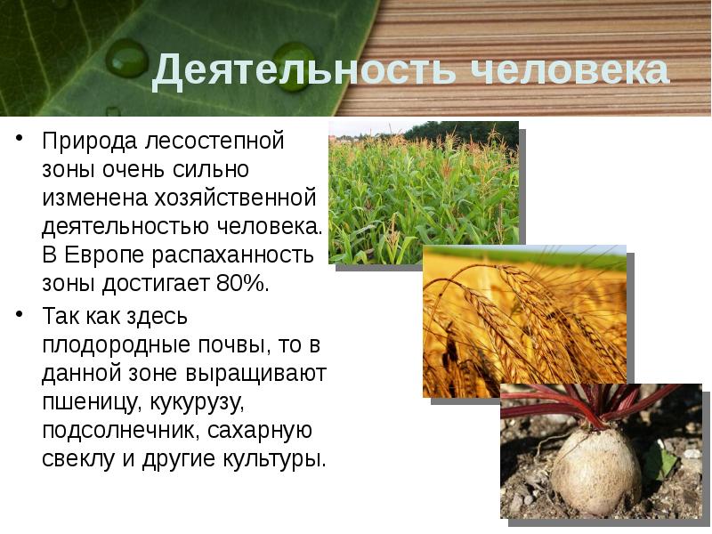 Деятельность человека
Природа лесостепной зоны очень сильно изменена хозяйственной деятельностью человека. Деятельность человека
Природа лесостепной зоны очень сильно изменена хозяйственной деятельностью человека.