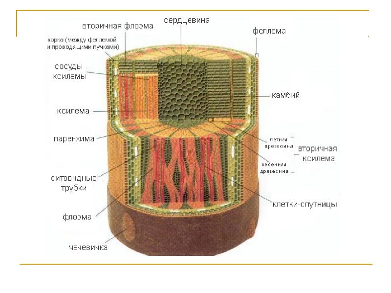 Корка кольцеобразная и чешуйчатая схемы