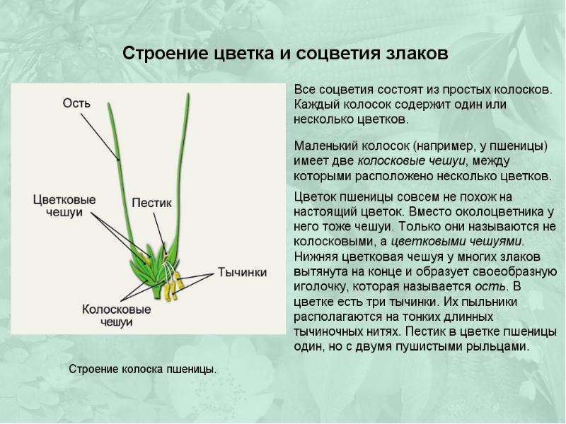 Строение цветка пшеницы рисунок с подписями