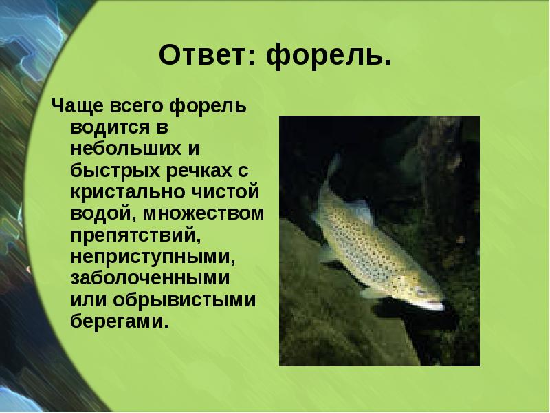 Ответ: форель.
Чаще всего форель водится в небольших и Ответ: форель.
Чаще всего форель водится в небольших и