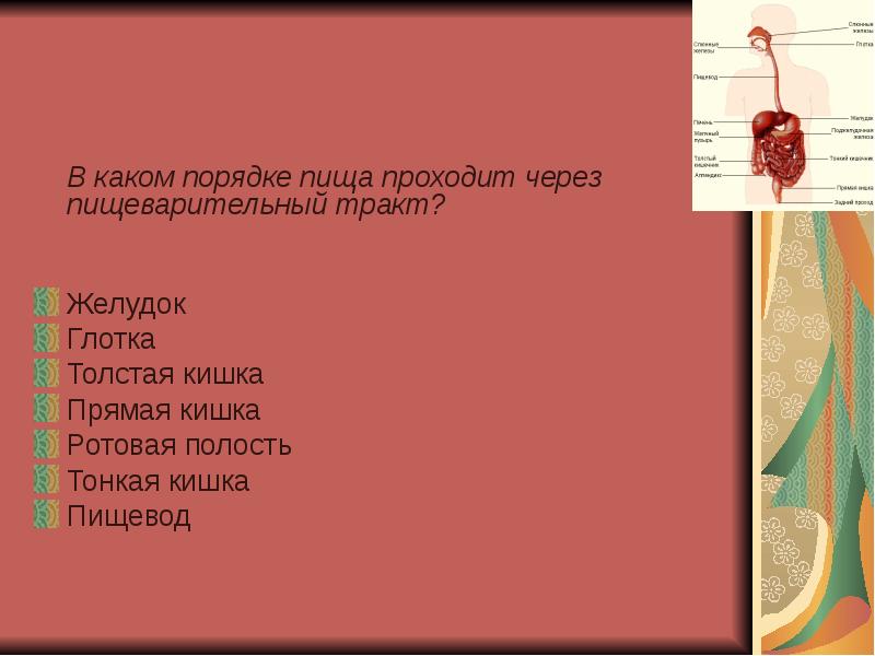 Последовательность пути прохождения пищи у ящерицы. В каком порядке проходит пища. Путешествие бутерброда по пищеварительной системе. Как еда проходит по организму схема.