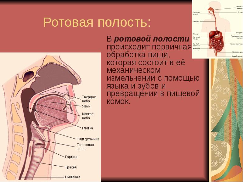 Какая полость. В ротовой полости происходит. Друзовая полость это. В роорвой полосьи промчдодит.