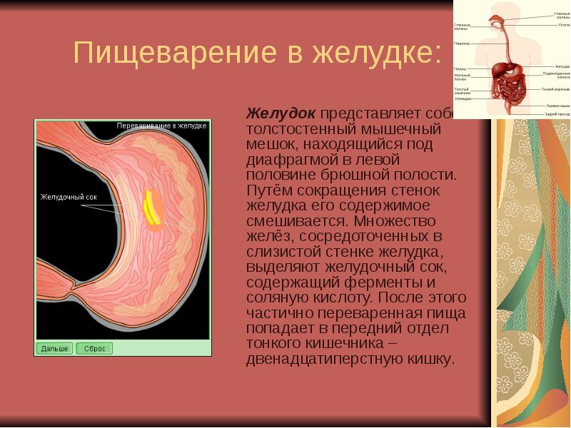 Пищеварение в желудке презентация