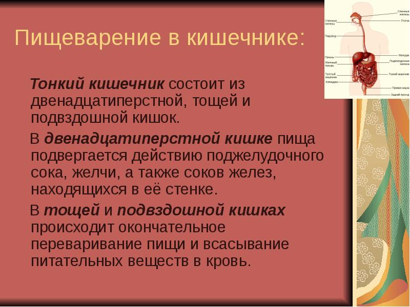 Презентация по биологии пищеварение в кишечнике