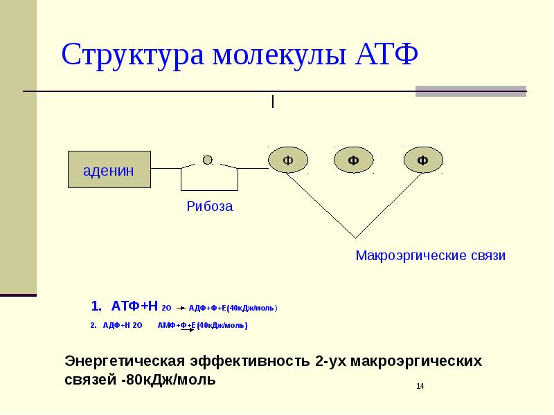 Рассмотрите предложенную схему строения молекулы атф запишите в ответе пропущенный термин