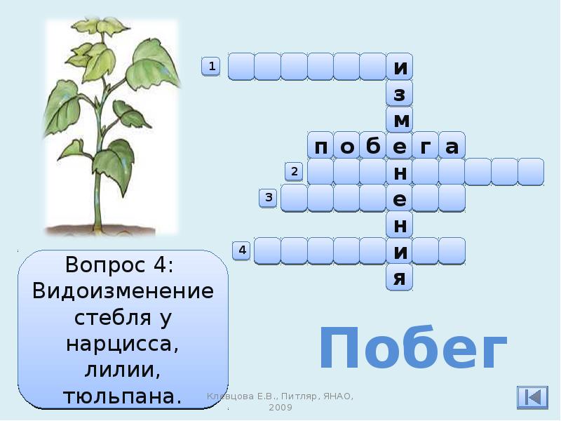 Растение 7 букв сканворд. Кроссворд о растениях 5 класс биология. Органы растений 6 класс биология кроссворд. Кроссворд строение цветка 6 класс биология. Кроссворд по биологии по теме органы растений 6 класс.