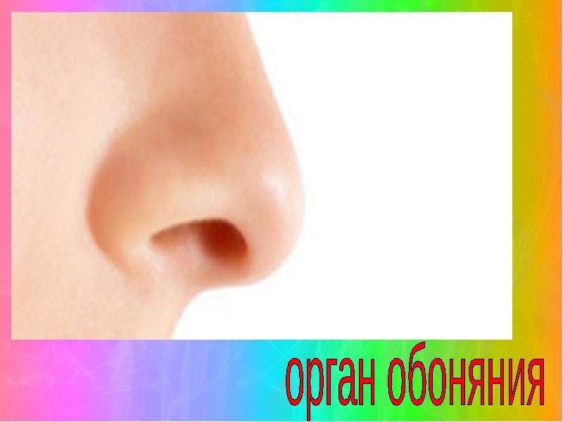 Орган обоняния презентация