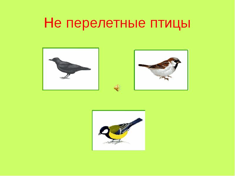 Перелетные птицы это. Перелетные птицы. Не перелетные птицы. Перелётные птицы и неперелётные птицы. Не перелётные птицы названия.