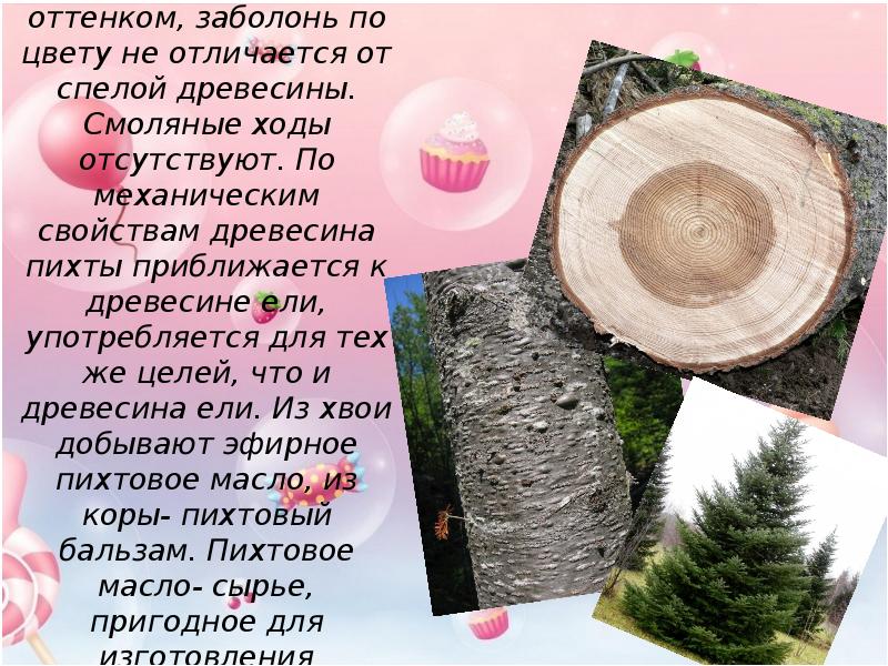 Значение дерева ели. Пихта Сибирская древесина. Пихта цвет древесины. Свойства древесины пихты. Древесина пихты отличается от древесины ели.
