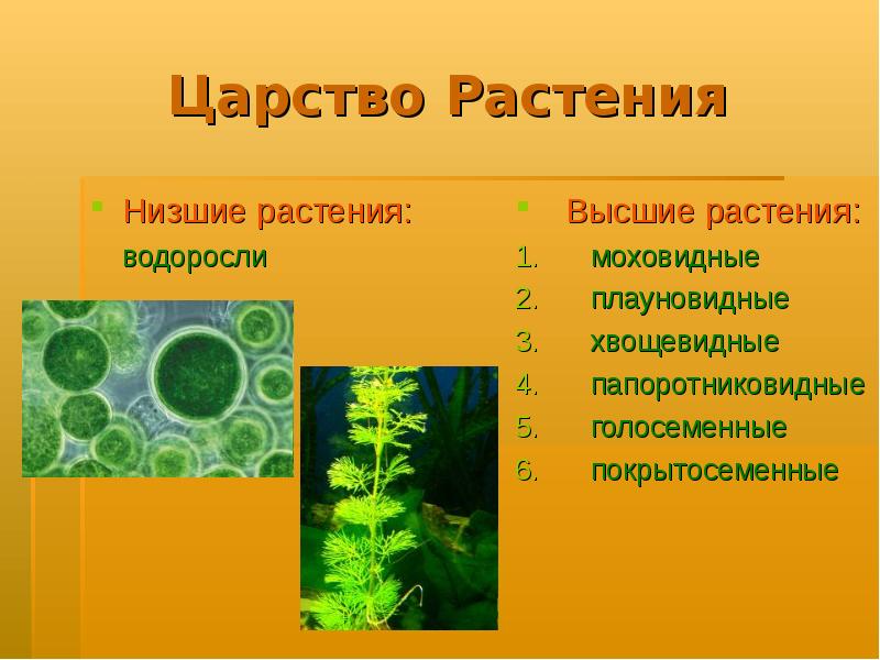 Готовый проект по биологии 7 класс