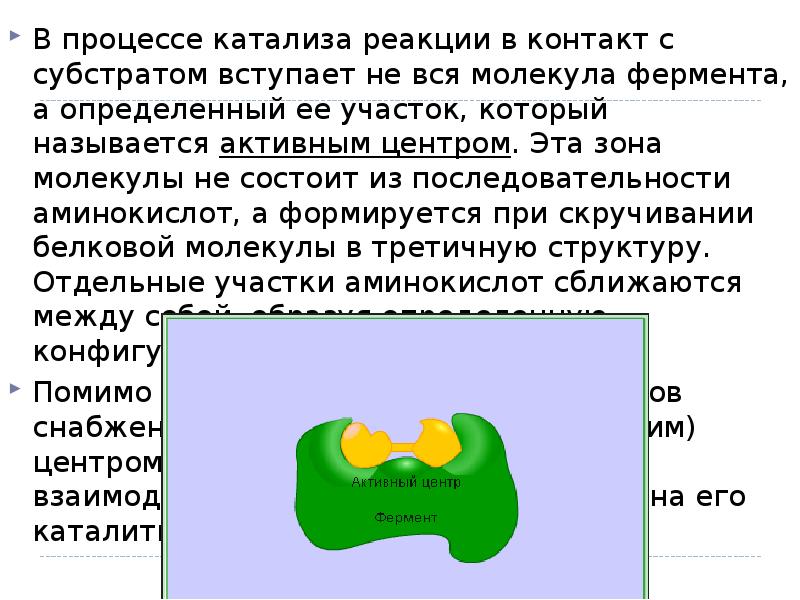 Активный центр молекулы фермента. Молекула фермента. Интересные факты о ферментах. Мономерная и мультимерная структура молекул ферментов. Условно в белковой молекуле - ферменте можно выделить следующие зоны:.