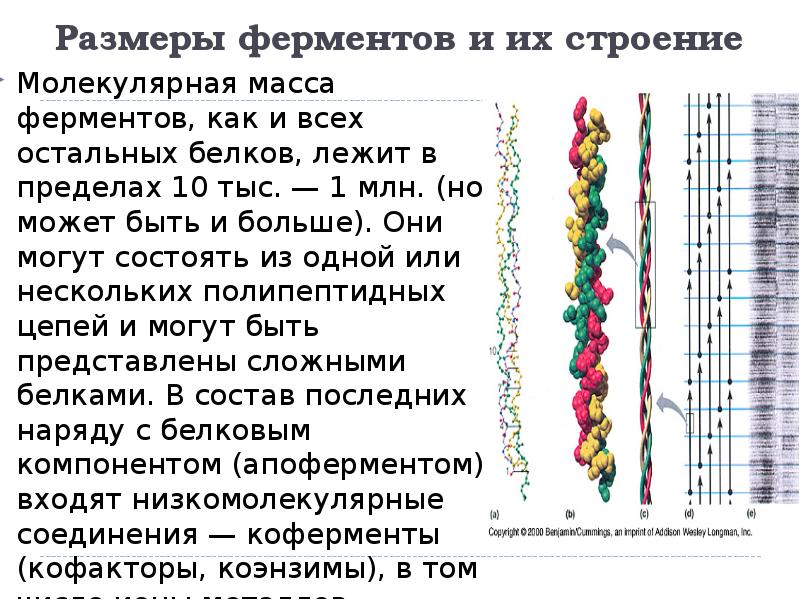 История открытия ферментов презентация