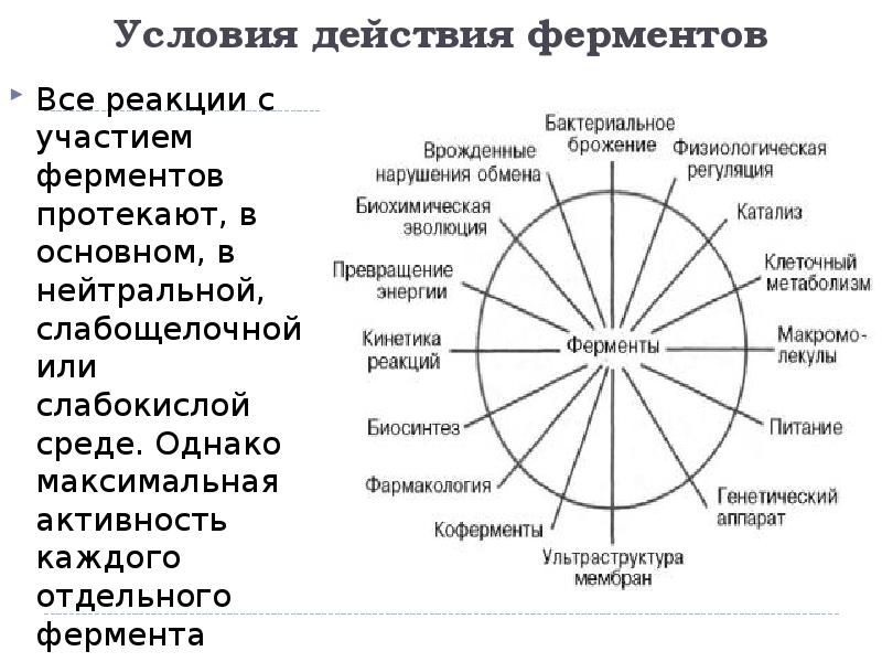 Ферменты обеспечивают. Физиологическая роль ферментов. Роль ферментов в организме. Роль ферментов в организме человека. Роль ферментов в жизнедеятельности организма.