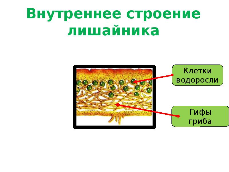 Водоросли гифы гриба. Модель внутреннего строения лишайника. Внутреннее строение лишайников. Внутреннее строение лишайника. Модель внутреннего строения лишайника из пластилина.