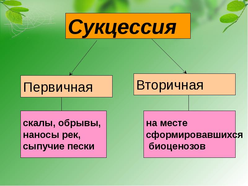 Первичная сукцессия презентация