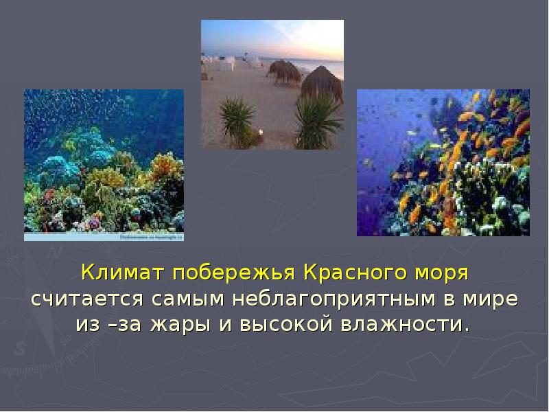 Климат побережья Красного моря считается самым неблагоприятным в мире из –за