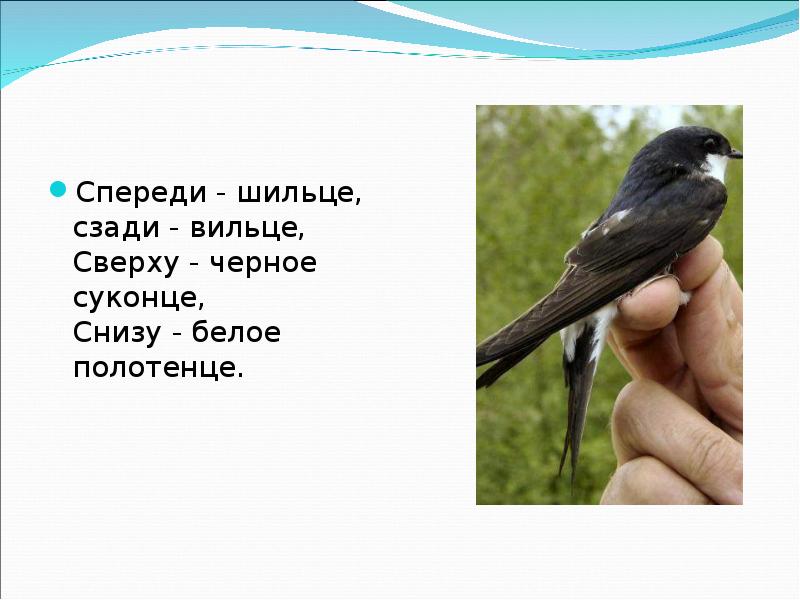 Загадка спереди. Спереди шильце сзади Вильце. Спереди шильце сзади Вильце сверху синее суконце. Загадка спереди шильце сзади Вильце. Спереди шильце сзади Вильце на груди- белое полотенце.