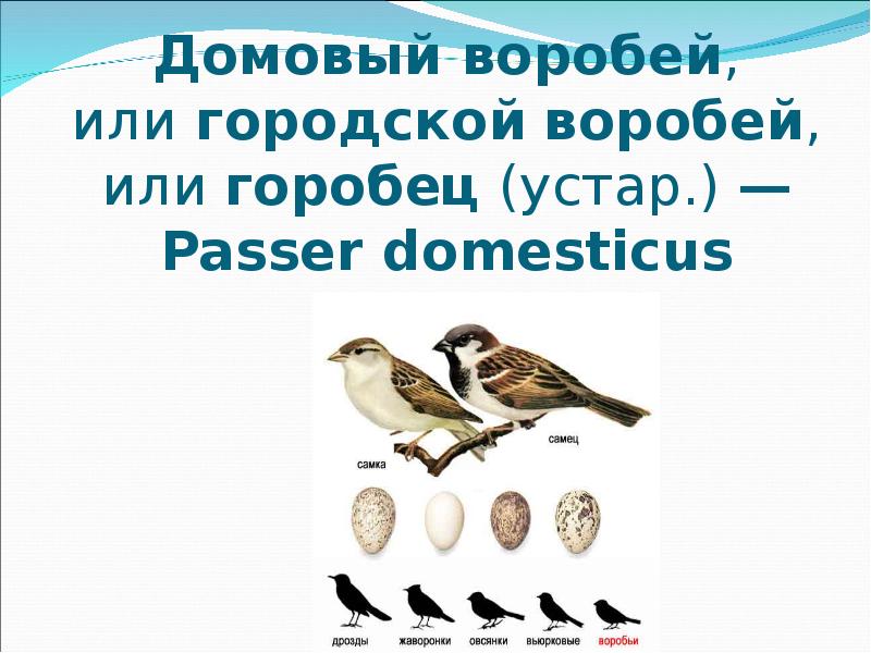 Какая птица года. Домовый Воробей презентация. Домовой Воробей описание. Паспорт птицы Воробей. Классификация воробья городского.