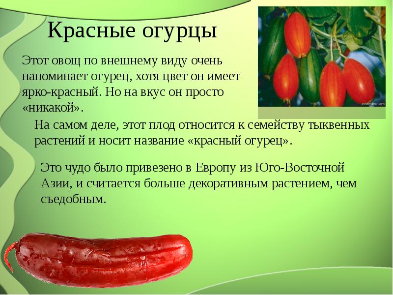 Экзотические овощи презентация