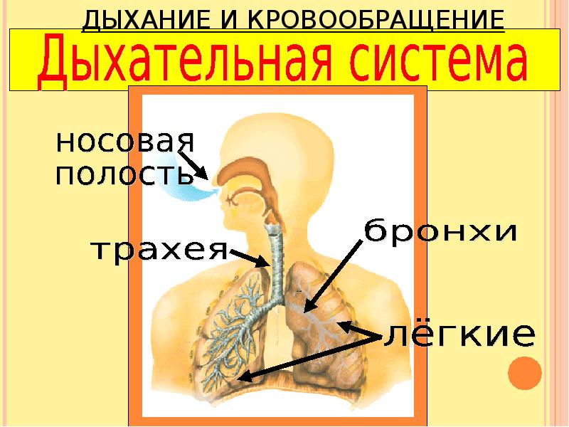 Окружающий мир 3 класс дыхание и кровообращение презентация 3 класс