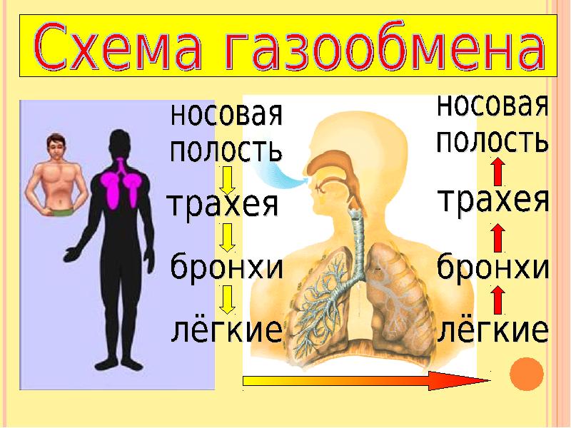 Презентация дыхание и кровообращение 3 класс окружающий мир плешаков школа россии