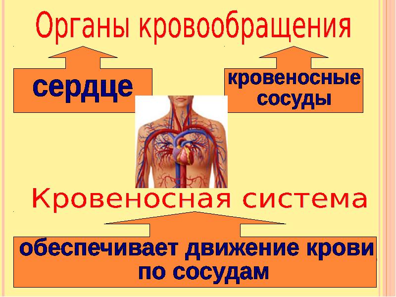 Органы кровообращения презентация