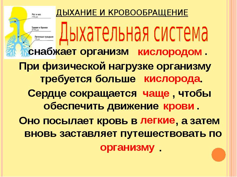 Дыхание и кровообращение презентация 3 класс презентация