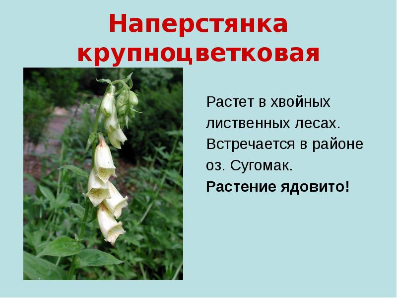 Наперстянка крупноцветковая Растет в хвойных лиственных лесах. Встречается в районе оз.