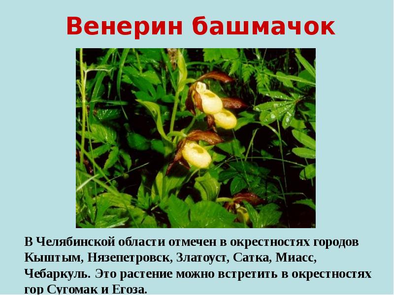 Венерин башмачок  В Челябинской области отмечен в окрестностях городов Кыштым,