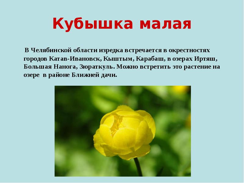 Кубышка малая    В Челябинской области изредка встречается в