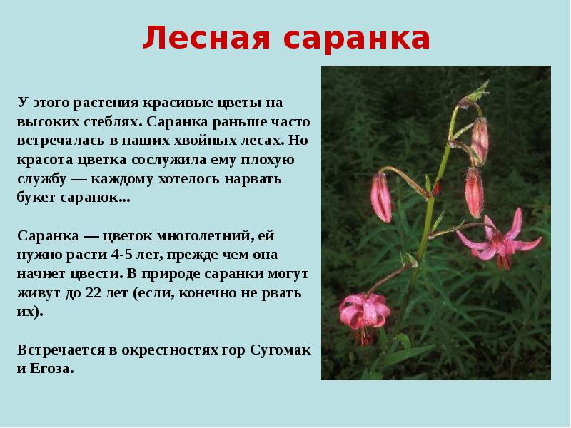 Лесная саранка