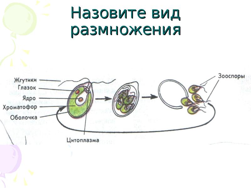 Схема полового размножения и бесполового размножения