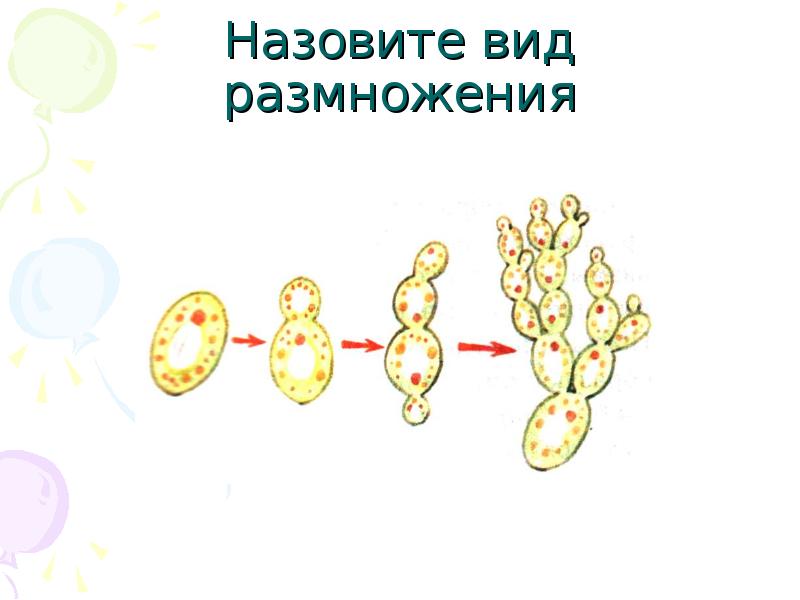 Рисунок схема бесполого размножения