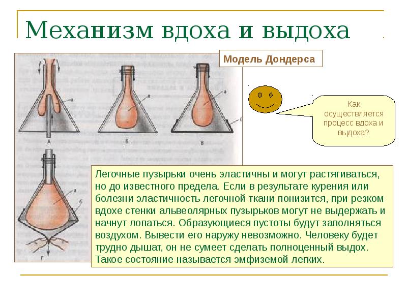 Механизм вдоха и выдоха рисунок