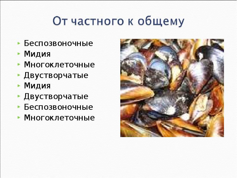 Моллюски значение в природе и жизни человека. Головоногие значение в природе и жизни человека. Значение двустворчатых моллюсков в природе. Значение головоногих в жизни человека. Значение головоногих моллюсков в природе и жизни человека.